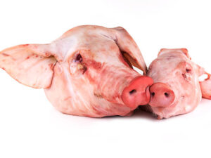 Frozen Pork Head For Sale