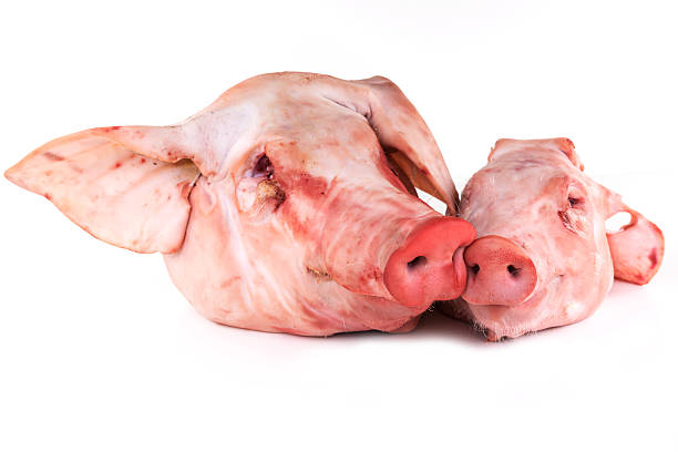 Frozen Pork Head For Sale