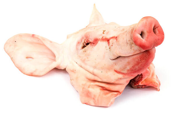 pig head for sale