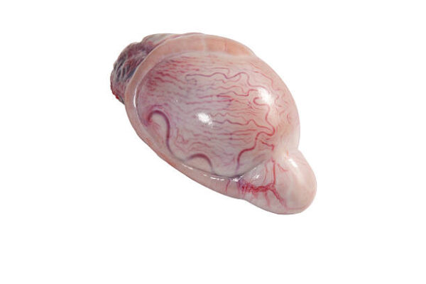 Frozen Beef Testicles for Sale | Wholesale Supplier | brazilmeatfarm.com