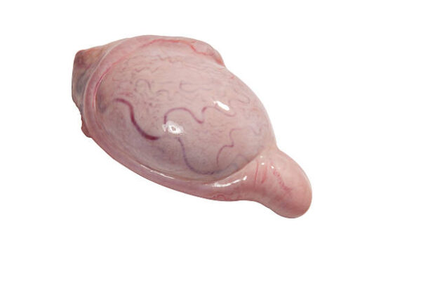 Frozen Beef Testicles for Sale | Wholesale Supplier | brazilmeatfarm.com