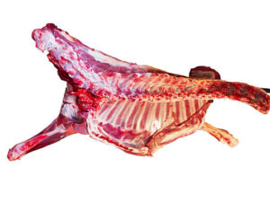 Frozen Beef Forequarter for Sale - Premium Quality Wholesale from Brazil