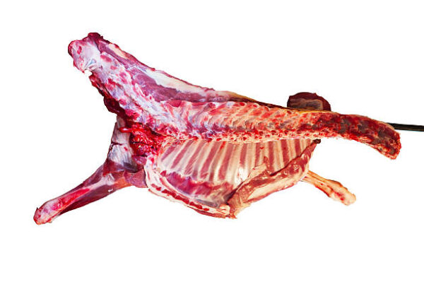 Frozen Beef Forequarter for Sale - Premium Quality Wholesale from Brazil